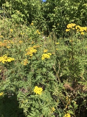 Tanacetum vulgare