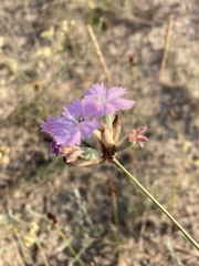 Dianthus polymorphus
