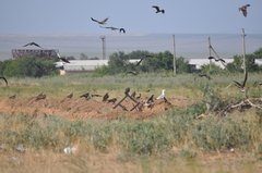 Milvus migrans