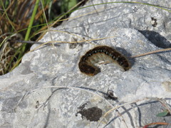 Malacosoma franconicum