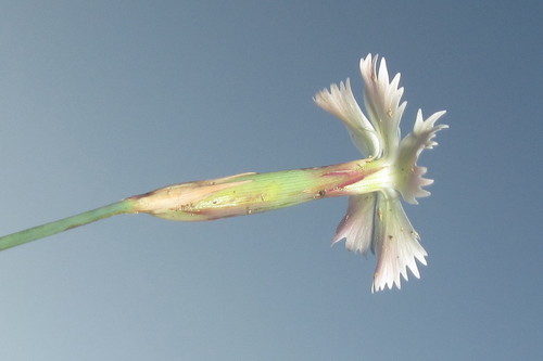 Dianthus basuticus image