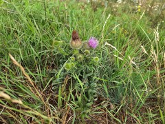 Cirsium ciliatum