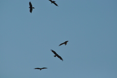 Milvus migrans