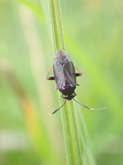 Capsus ater