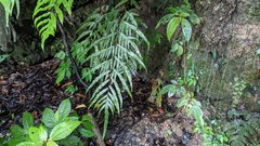 Pteris formosana