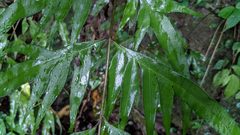 Pteris formosana