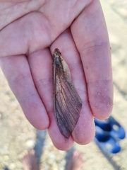 Agrius convolvuli