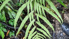 Pteris formosana