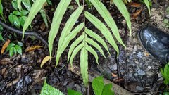 Pteris formosana