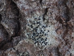 Diplotomma alboatrum