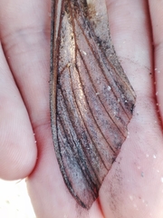 Agrius convolvuli
