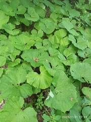 Petasites albus