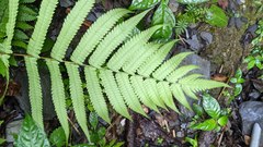 Christella subpubescens