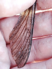 Agrius convolvuli