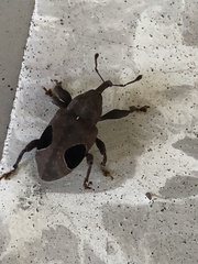 Heilipodus ocellatus