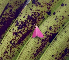 Pyrausta inornatalis