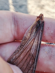 Agrius convolvuli