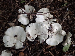 Agaricomycetes