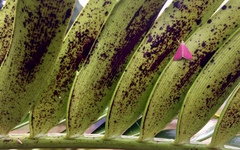 Pyrausta inornatalis