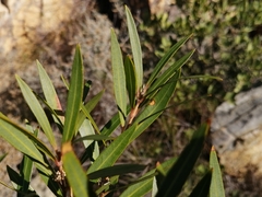 Metrosideros angustifolia