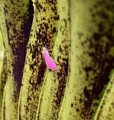 Pyrausta inornatalis