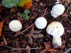 Agaricomycetes