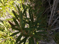 Metrosideros angustifolia