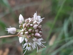 Allium saxatile