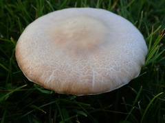 Agaricomycetes