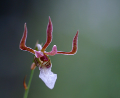 Eulophia venulosa - Photo (c) Bart  Wursten, algunos derechos reservados (CC BY-NC-SA)