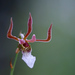 Eulophia venulosa - Photo (c) Bart  Wursten,  זכויות יוצרים חלקיות (CC BY-NC-SA)