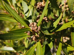 Metrosideros angustifolia