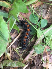Nymphalis