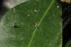 Dendrolycosa