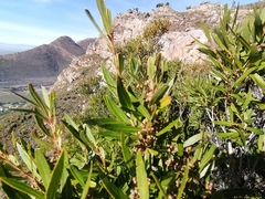 Metrosideros angustifolia