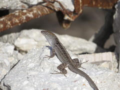 Anolis sagrei sagrei