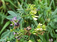 Medicago virescens