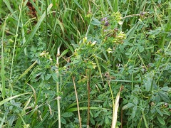 Medicago virescens