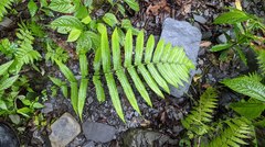 Christella subpubescens