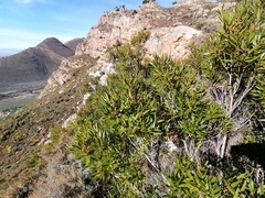 Metrosideros angustifolia