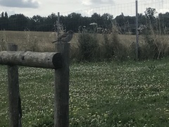 Passer domesticus