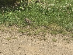 Passer domesticus