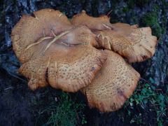 Agaricomycetes