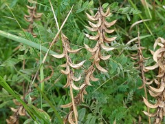 Astragalus falcatus