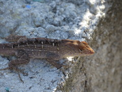 Anolis sagrei sagrei