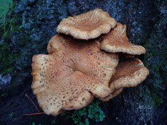 Agaricomycetes
