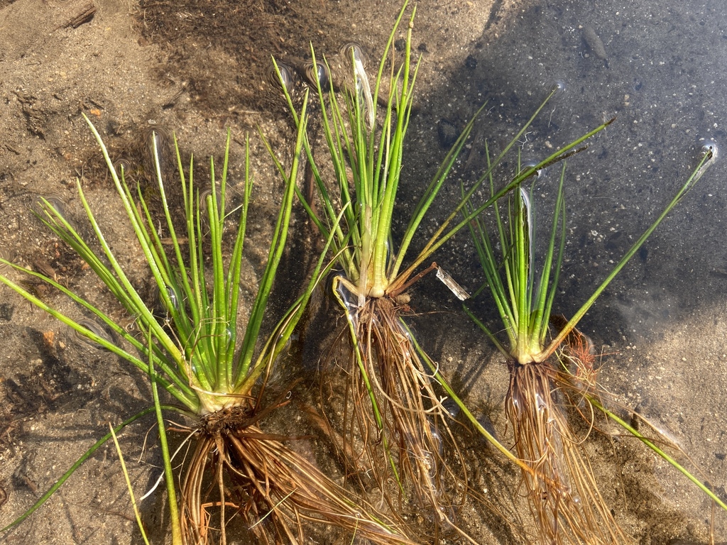 western quillwort