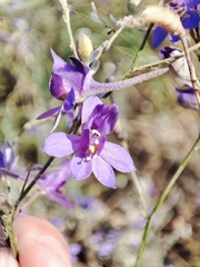 Delphinium consolida paniculatum