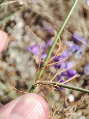 Delphinium consolida paniculatum