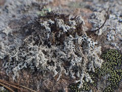 Stereocaulon saxatile